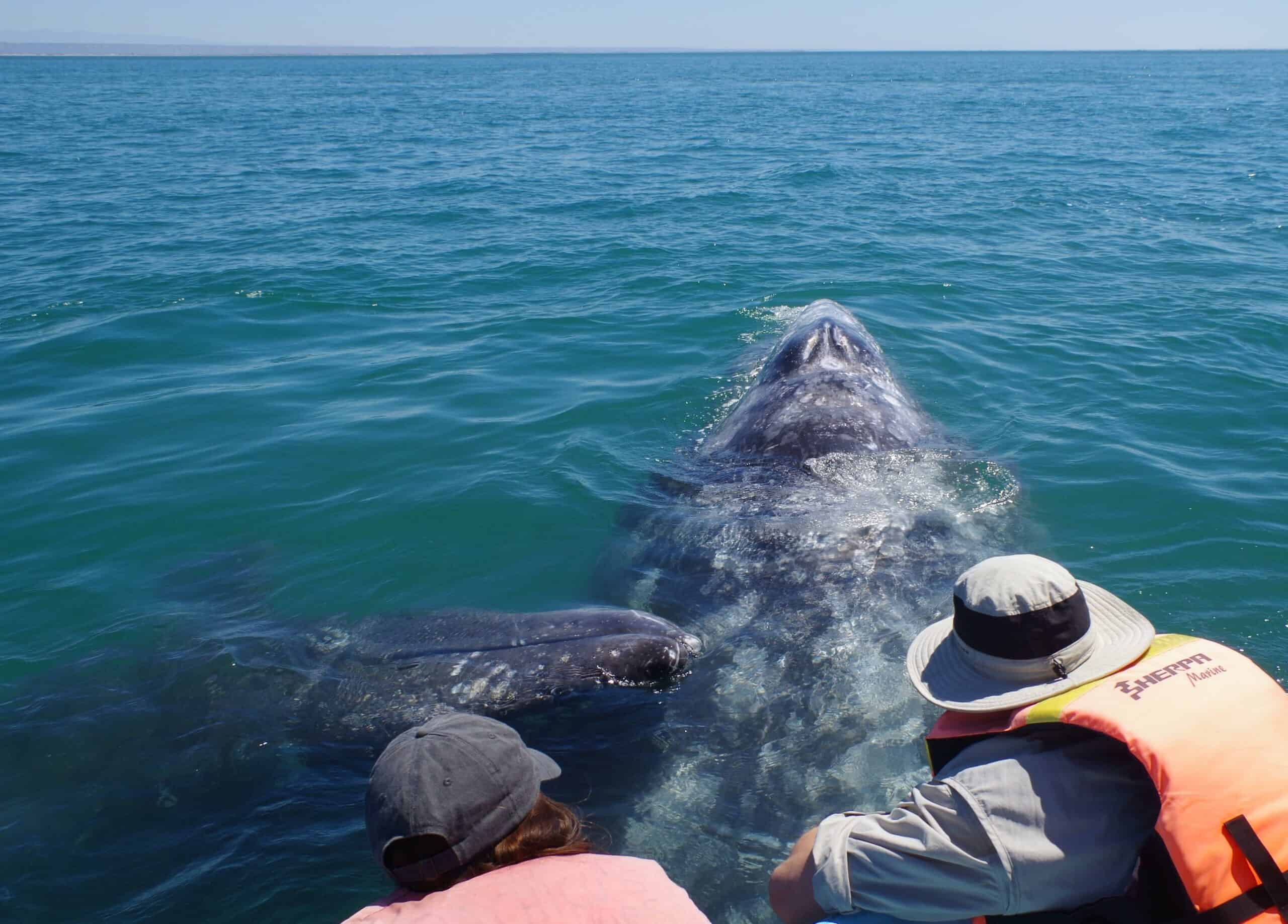 friendly gray whale in baja