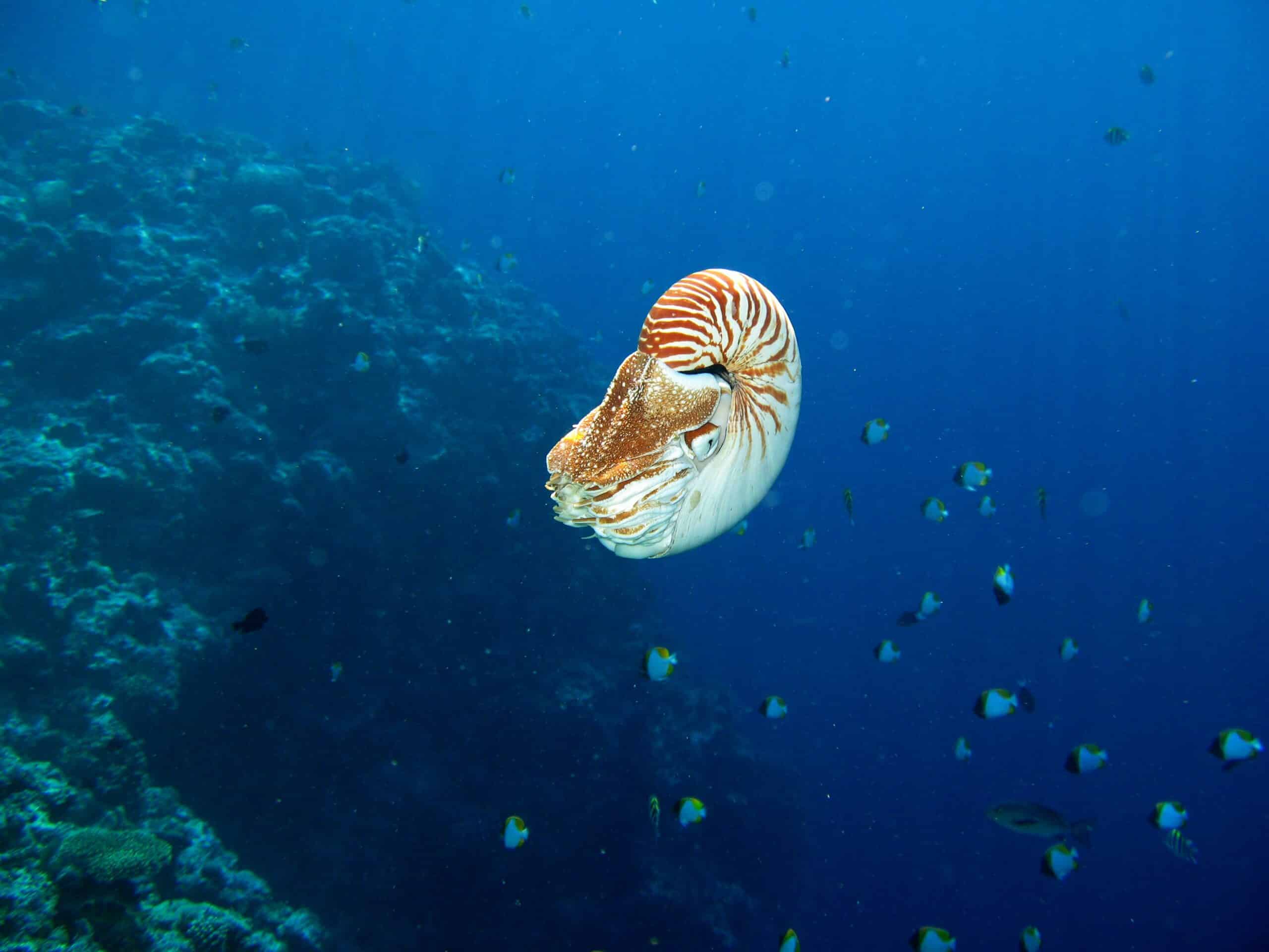 Palau Nautilus. © Wayne Sentman / Oceanic Society