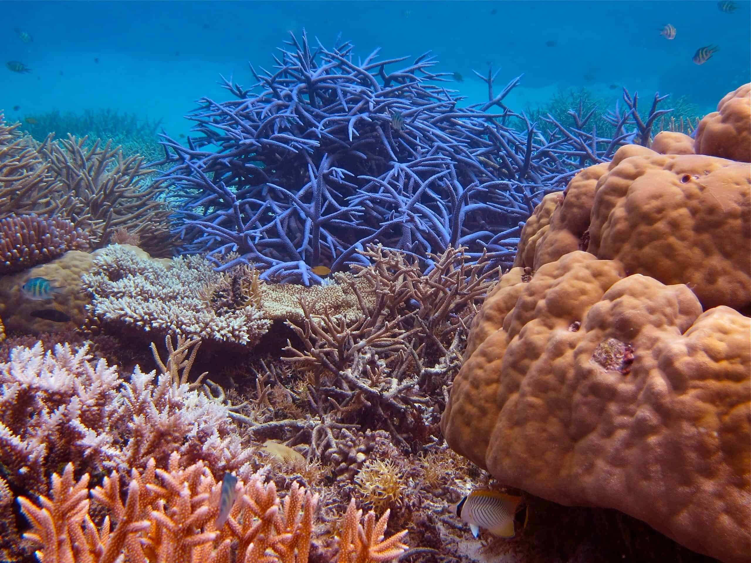 A stunning coral reef in Palau. © Wayne Sentman