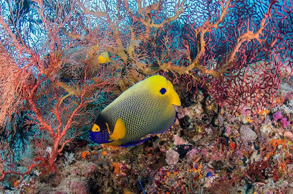 Halmahera is home to some of Indonesia's best coral gardens. © Pete Oxford