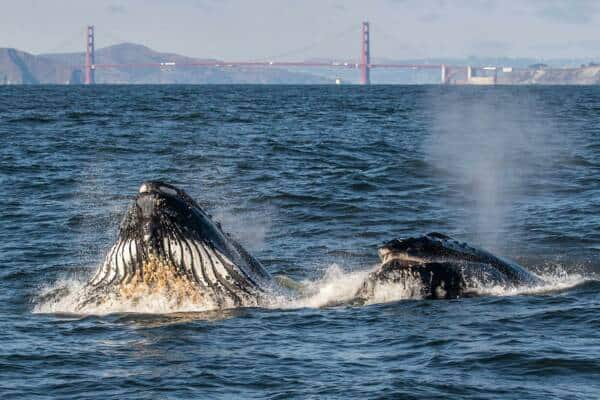 Humpback whales near Golden Gate Bridge