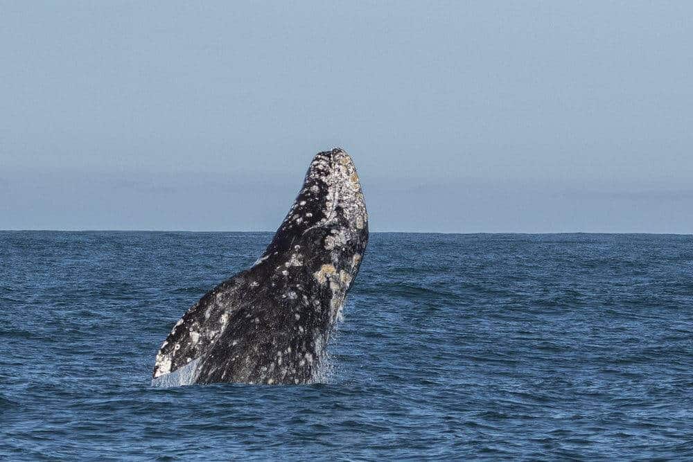 The Gray Whale Migration in California and Beyond - Oceanic Society