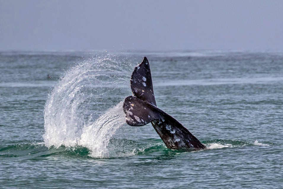 gray whale flukes during migration