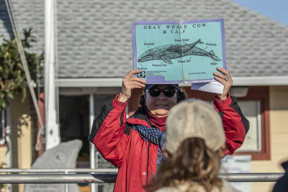 whale watching guide