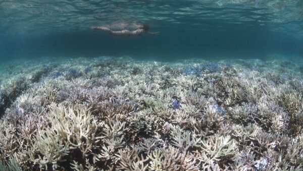 coral reefs and climate change