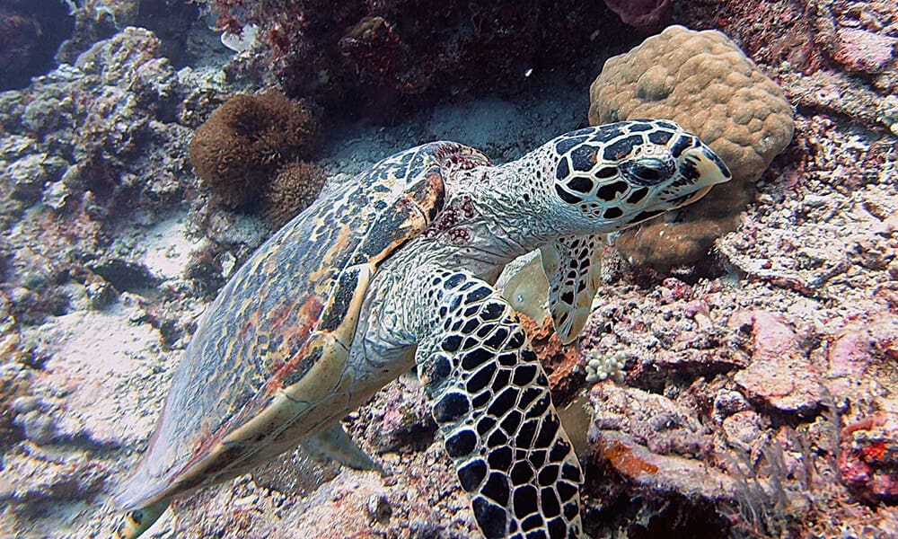 hawksbill turtle