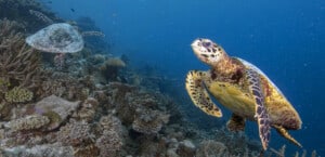 Coral Reef With Turtles