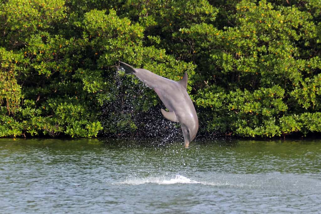 adopt-a-dolphin-header-1-