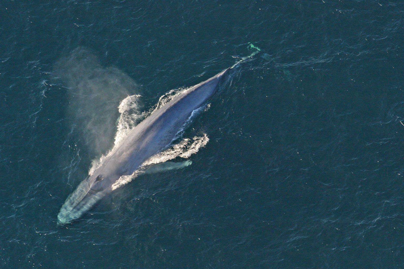 A blue whale swimming in the Bay