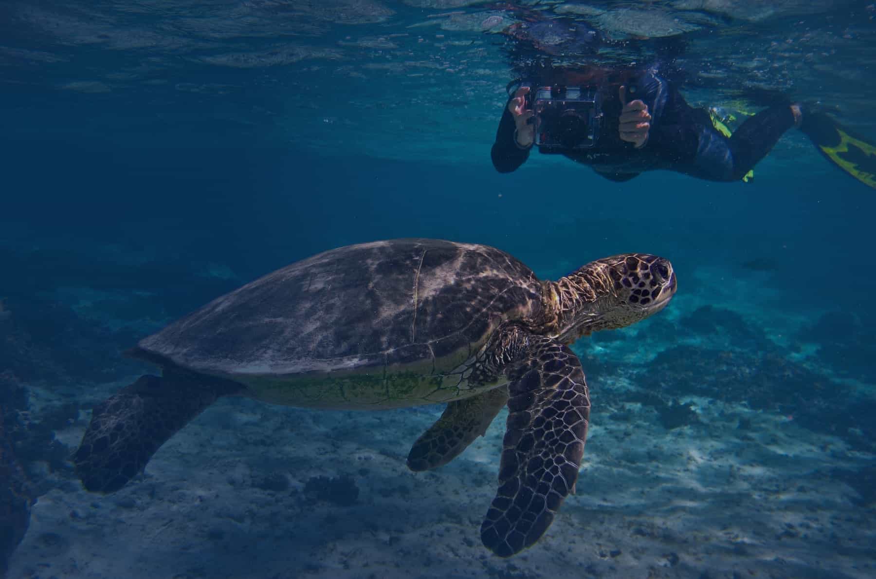 Sea Turtle Conservation Program - Oceanic Society