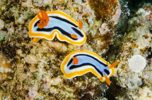 Anna's chromodoris nudibranchs