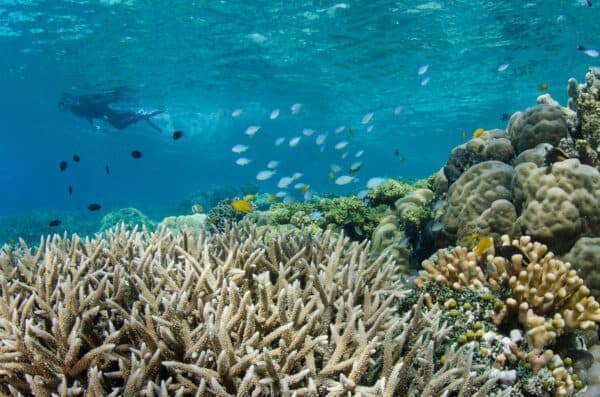 snorkeling in Raja Ampat Indonesia