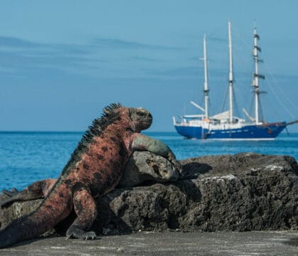 marine iguana