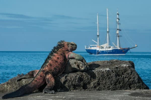 marine iguana