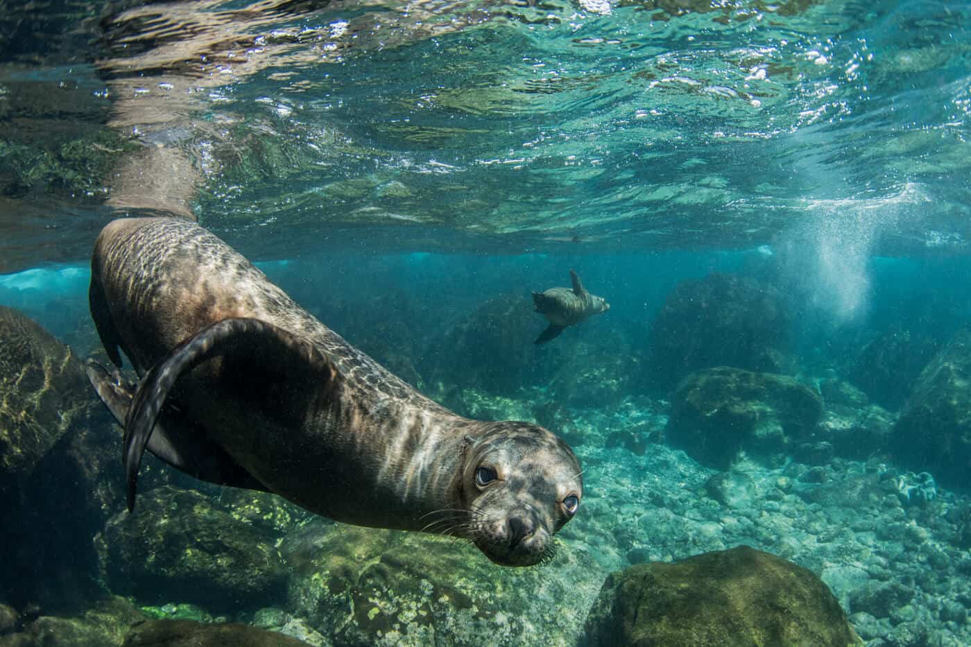 galapagos sea lion