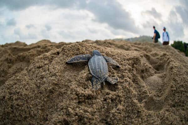 Baby Turtle Climbing