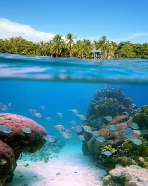 Bocas del Toro snorkeling