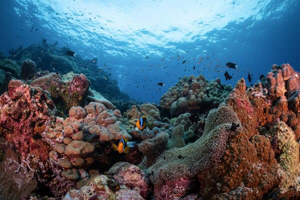 solomon islands coral reef