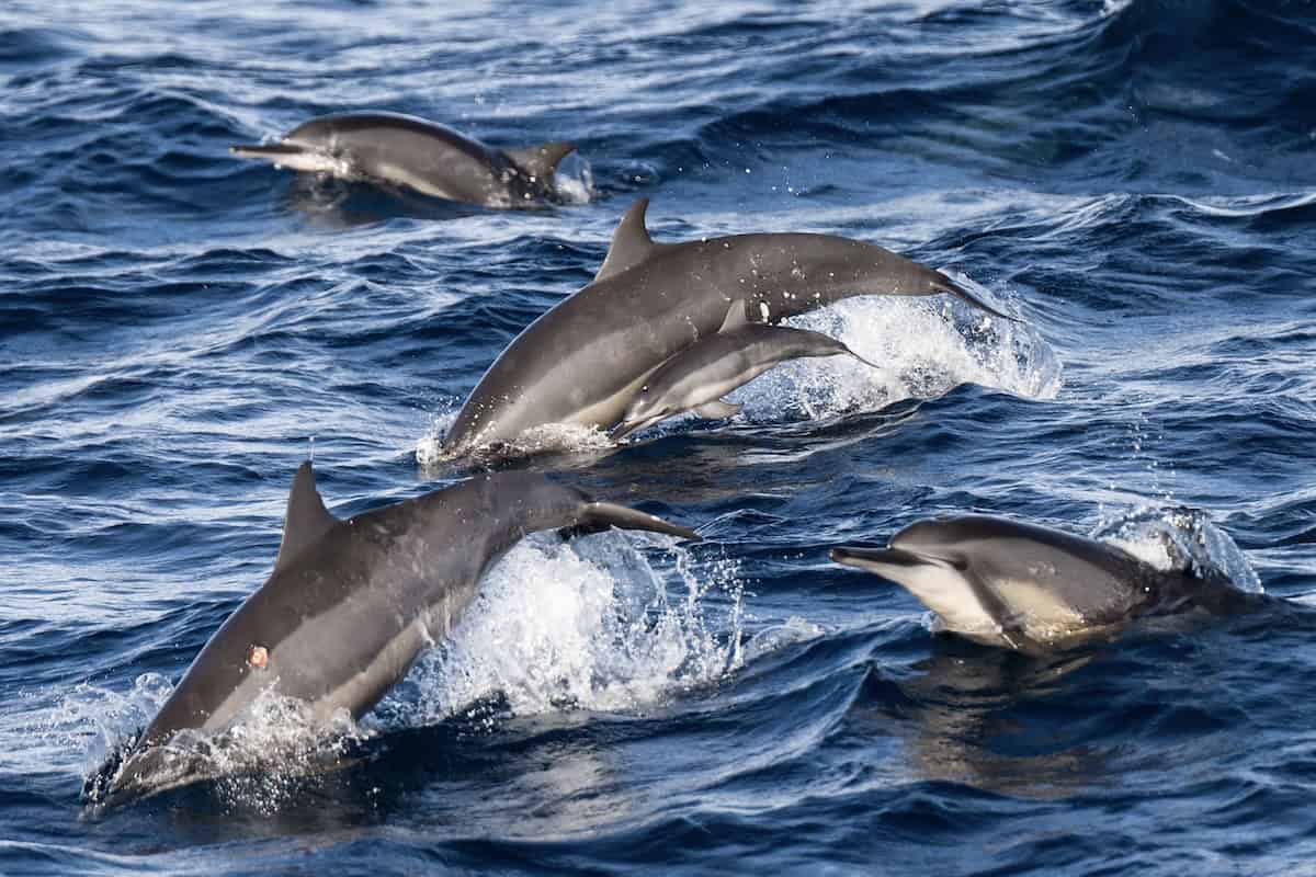 Dolphins playfully leaping from water in Banda Sea