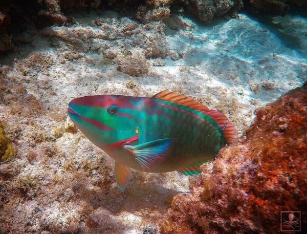 stoplight parrotfish