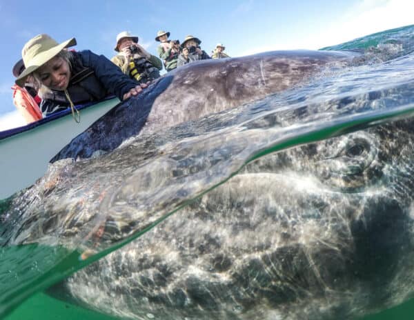 gray whale interaction baja