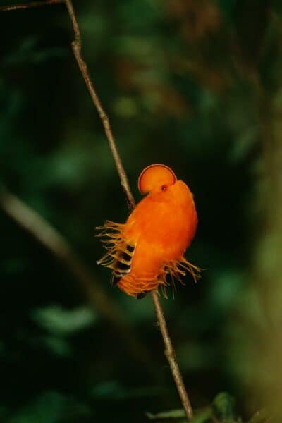 Guianan Cock-of-the-Rock