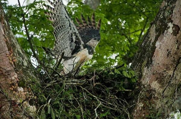 Harpy Eagle in Guyana