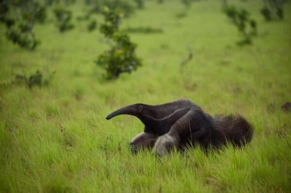giant anteater in guyana
