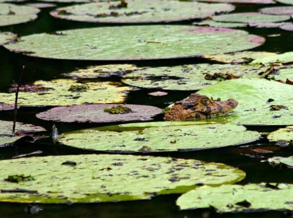 black caiman in Guyana amazon