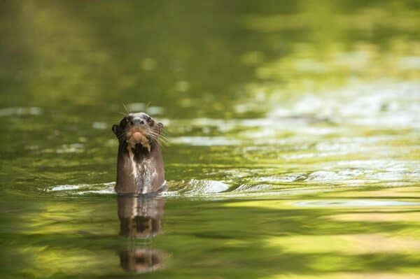 Giant River Otter in Guyana