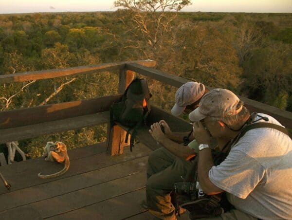 Travelers photograph howler monkey