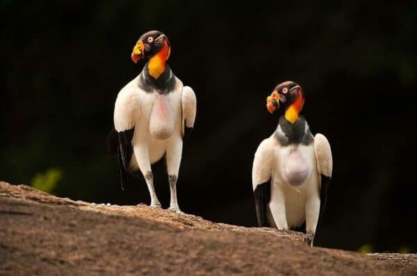 King Vultures in Guyana
