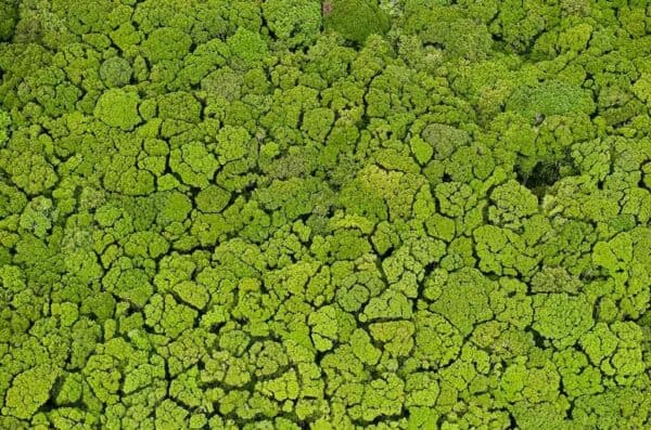 Amazon rainforest aerial