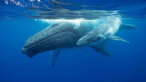 tonga whale tour