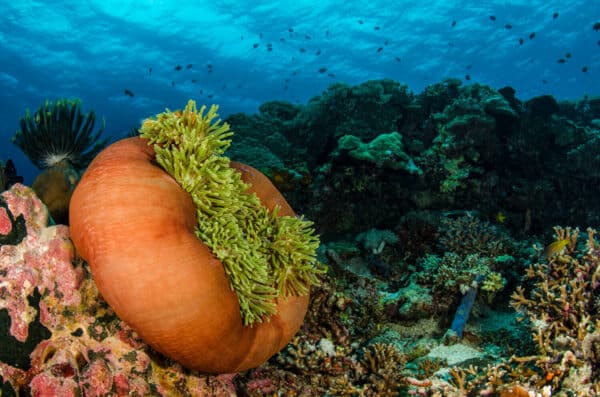 Ritteri anemone on Indonesian reef