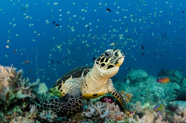 hawksbill turtle on reef