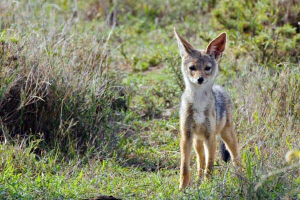 black-backed jackal in Kenya