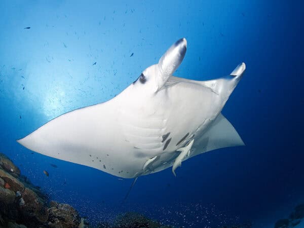 Belly side of Manta swimming
