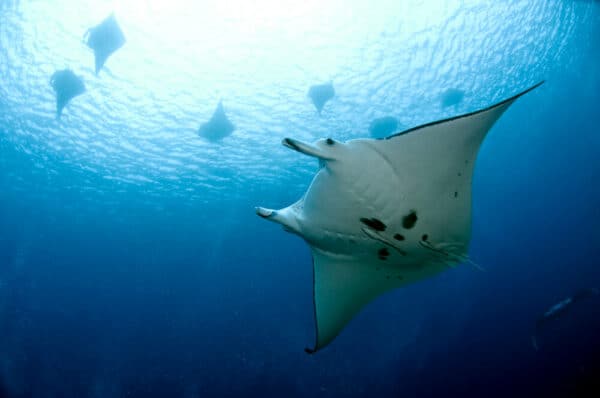 manta rays in Solomon Islands