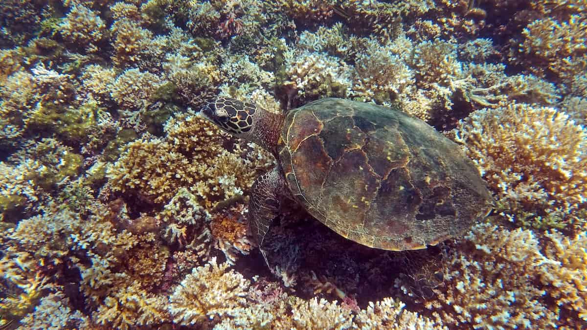Sea turtle swimming along reef in Panama