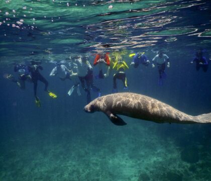 belize snorkeling