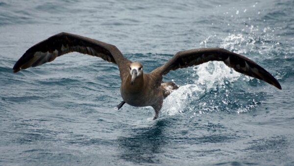 Black-footed Albatross