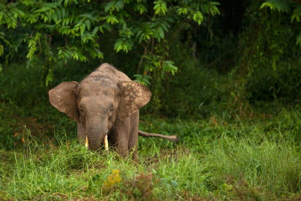 Borneo pygmy elephant