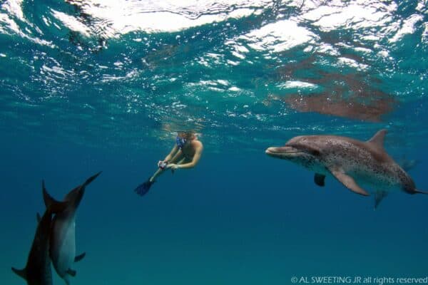 volunteer with dolphins