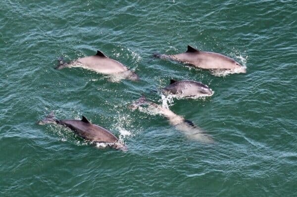 Harbor Porpoises in SF Bay