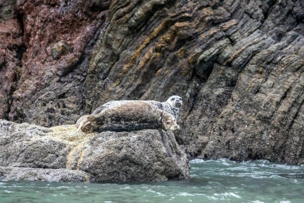 Harbor seals at Point Bonita