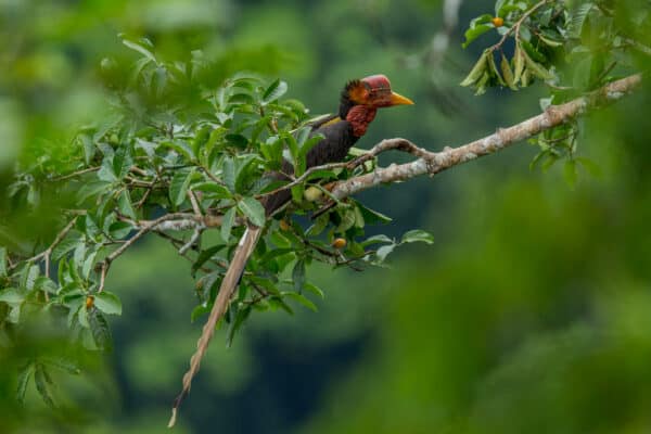 helmeted hornbill