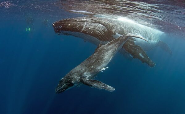 swimming with humpback whale mother and calf