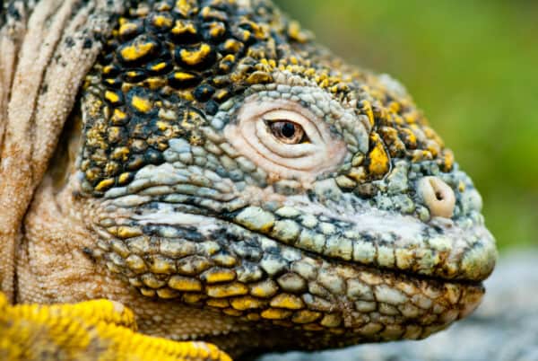 Iguana in Galapagos