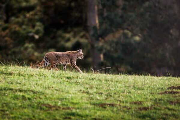 bobcat in Point Reyes